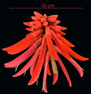 Erythrina costaricensis_flower_cluster, I_SP1284