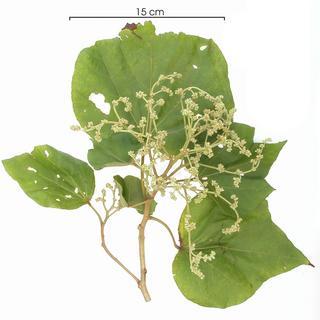 Heliocarpus americanus flower-bud plant