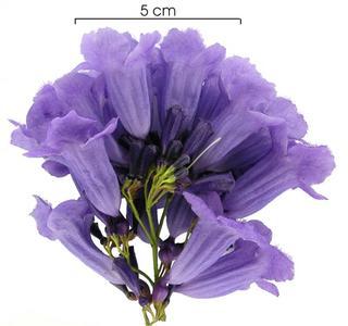 Risultati immagini per el lapacho de flores lilas