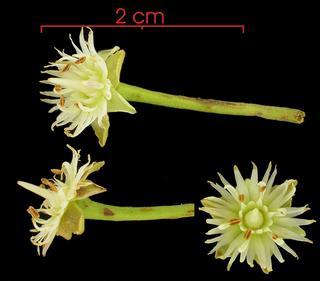 Manilkara bidentata subsp bidentata flower