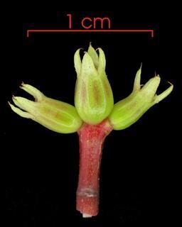 Miconia lateriflora flower