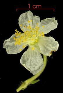 Muntingia calabura flower