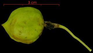 Passiflora foetida fruit