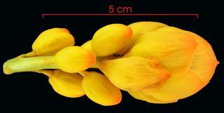 Senna reticulata flower-bud