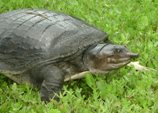 Trionyx ferox, soft-shelled turtle laying eggs