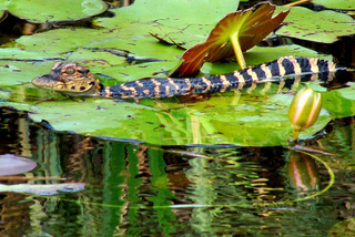 Alligator mississippiensis, American alligator, juvenile