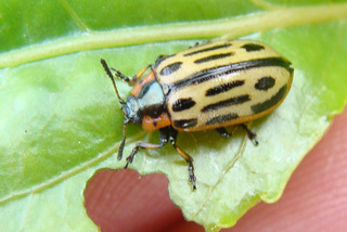 Chrysomela scripta, cottonwood leaf beetle