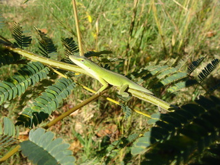 Anolis carolinensis, green anole