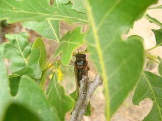 Okanagana cruentifera, bloody cicada
