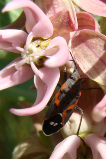 Lygaeus kalmii, small milkweed bug