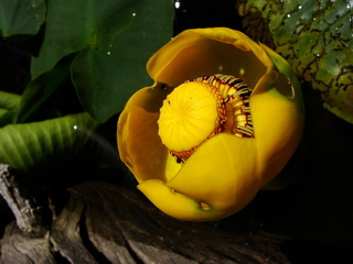 Nuphar polysepala, yellow pond lily