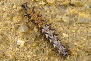 Polygonia gracilis, hoary comma caterpillar