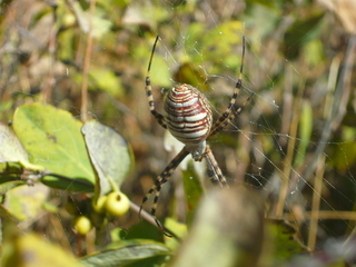 Argiope trifasciata, Banded Garden Spider