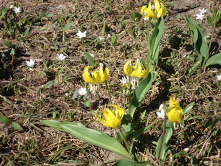Erythronium grandiflorum, glacier lily