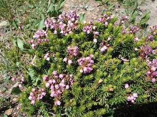 Phyllodoce empetriformis, pink mountain heather