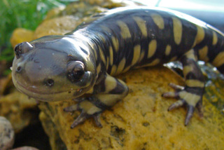 Ambystoma tigrinum, barred tiger salamander