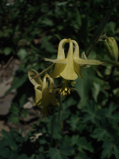 Aquilegia flavescens, yellow columbine