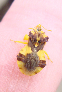 Phymata americana, ambush bug