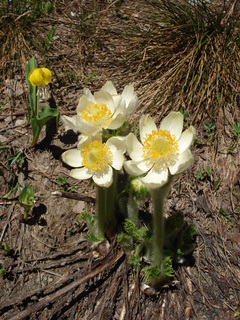 Pulsatilla occidentalis, western pasqueflower