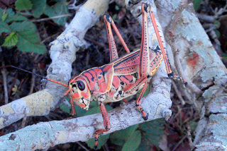 Romalea guttatus, southeastern lubber grasshopper