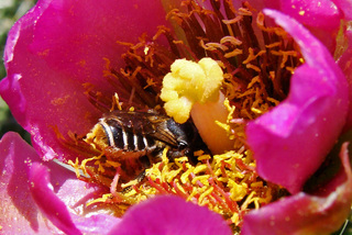 Lithurgus apicalis, cactus bee
