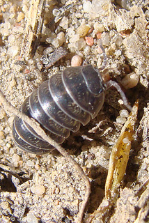 Armadillidium vulgare, Common Pillbug
