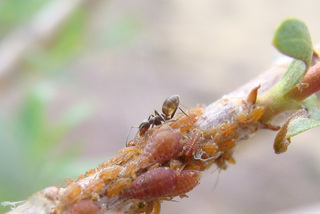 Linepithema humile, Argentine Ant and aphids