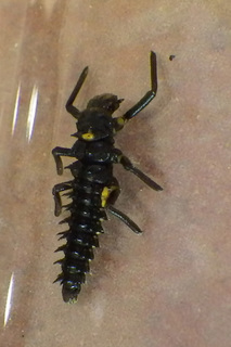 Anatis mali, Eye-spotted Lady Beetle, larva
