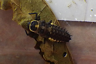 Anatis mali, Eye-spotted Lady Beetle, larva