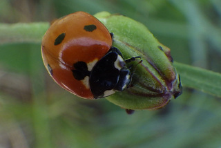 Coccinella septempunctata, Seven-spotted Lady Beetle