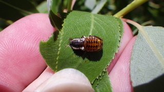 Chrysomela scripta, Cottonwood beetle, larva