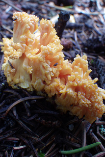 Ramaria formosa, Yellow-tipped Coral