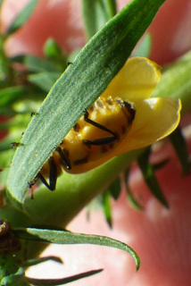 Hippodamia convergens, Convergent Lady Beetle, tenural