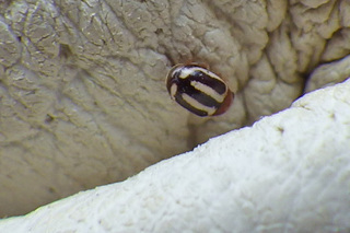 Hyperaspidius vittigerus