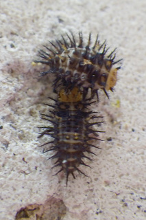 Curinus coeruleus, larva