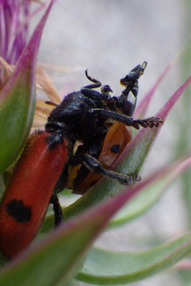Enoclerus spinolae, Handsome Yucca Beetle eating a Coccinella septempunctata, 7-spotted Ladybug