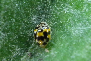 Psyllobora vigintimaculata, Twenty-spotted Lady Beetle