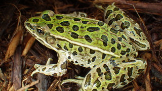 Rana pipiens, Northern Leopard Frog
