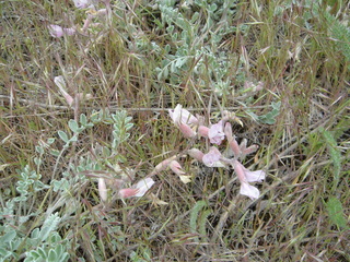 Astragalus utahensis