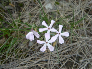 Phlox longifolia 1
