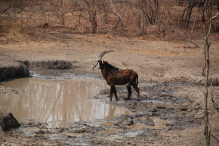 Hippotragus niger, Sable Antelope