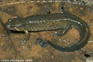 Desmognathus apalachicolae