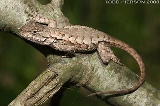 Sceloporus undulatus, Eastern Fence Lizard