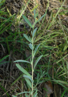 Helianthemum rosmarinifolium