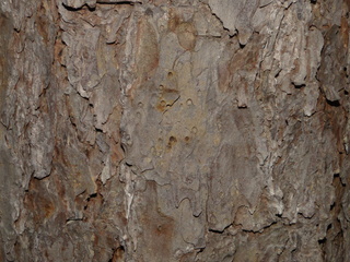 Pinus echinata