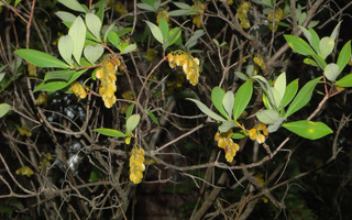 Cliftonia monophylla