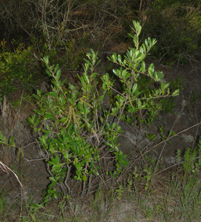 Cyrilla racemiflora