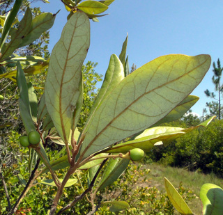 Persea palustris