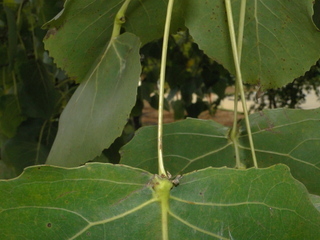 Populus deltoides