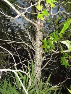 Quercus laevis
